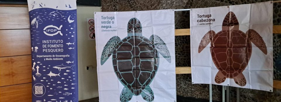 With a Documentary about turtles prepared by IFOP and Upla TV, Propedeutics of the Playa Ancha University, started classes