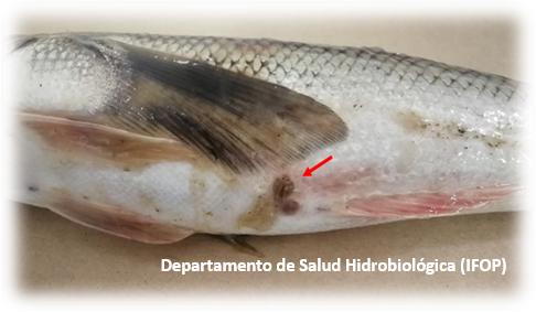 Workshop to promote the programs “Evaluation and monitoring of the health status of wild fish in freshwater and seawater, 2023-2024” and “Determination and surveillance of Caligus rogercresseyi resistance to antiparasitics applied in national salmon farming, Stage VII, 2023-2024”.