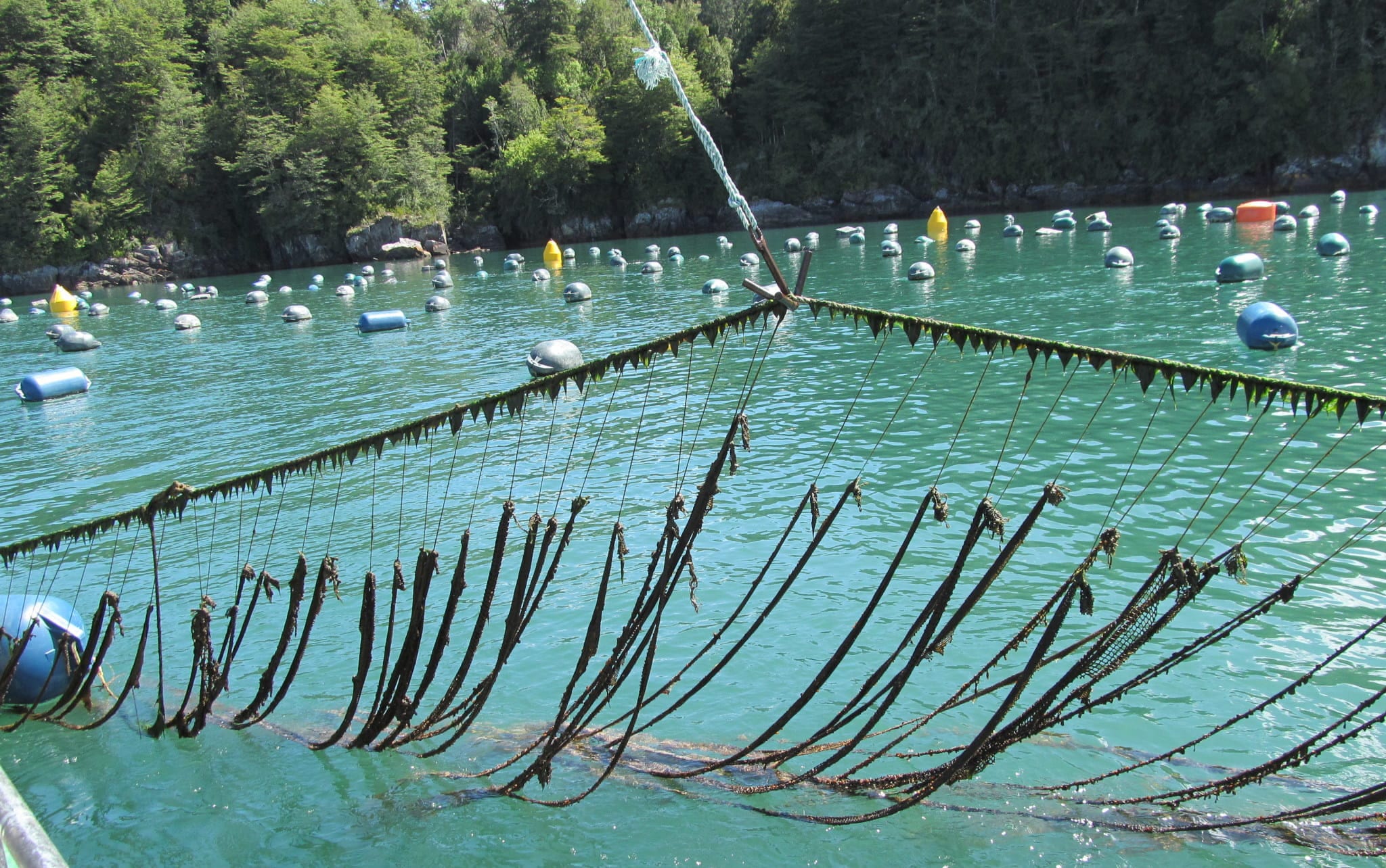 IFOP held a workshop on dissemination of larval monitoring and seed collection of mussels