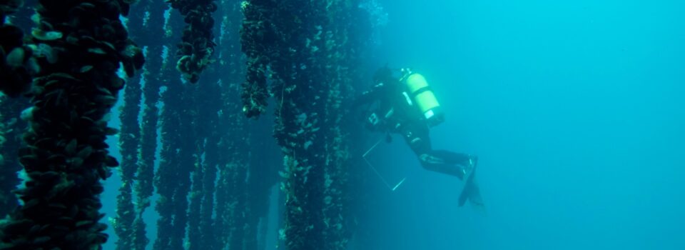 Habitat-forming organisms, benthic enhancement and conservation aquaculture for the sustainability of the marine economy of our country at ISSESR7