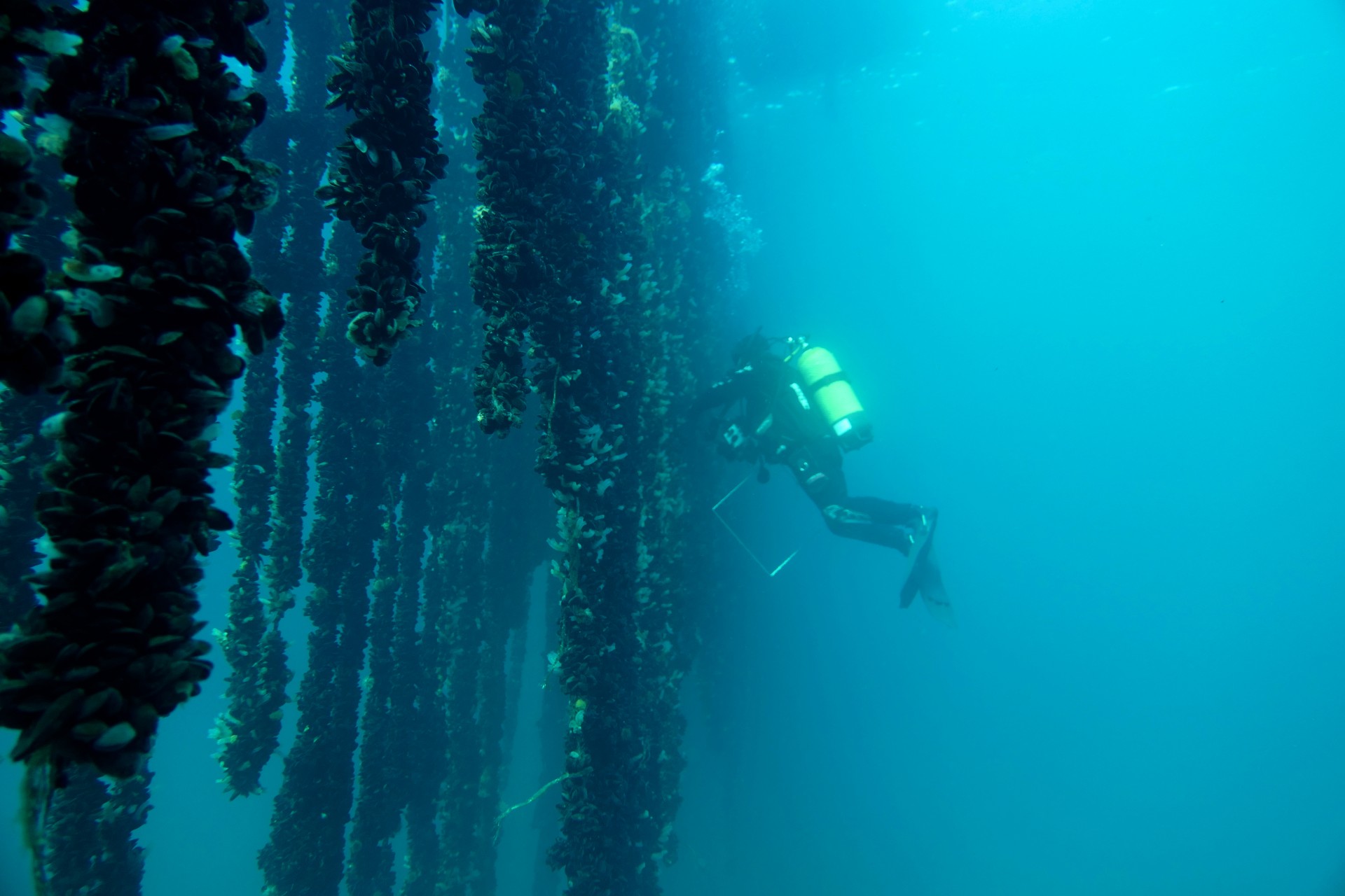 Habitat-forming organisms, benthic enhancement and conservation aquaculture for the sustainability of the marine economy of our country at ISSESR7
