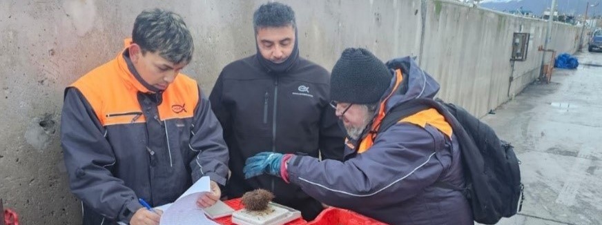 (Español) Instituto de Fomento Pesquero (IFOP) realizó taller de capacitación y actividades de difusión del Programa de Seguimiento de Pesquerías Bentónicas en la Región de Magallanes.