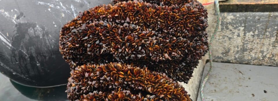 Reporte Ejecutivo IFOP sobre Abundancia Larval y Captación de Semillas de Choritos, Fin de temporada 2024-2025