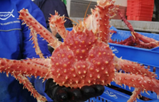 IFOP Begins Monitoring the King Crab Fishery in the Magallanes Region