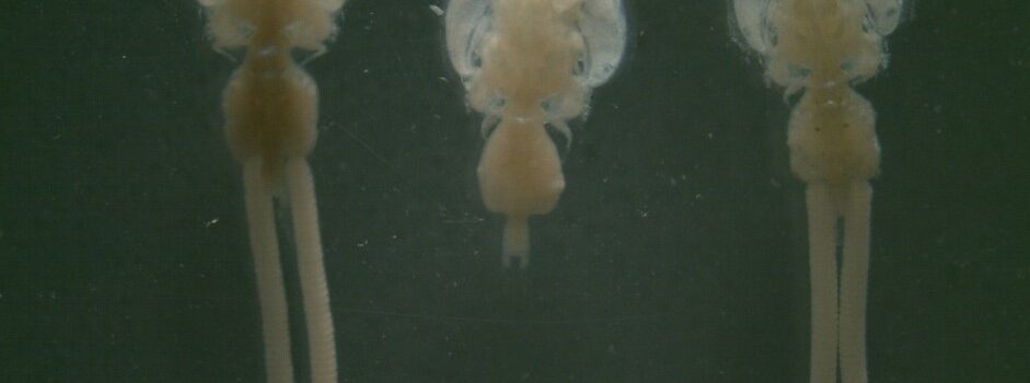 IFOP Presents Results of the National Program for Surveillance of Sea Lice Susceptibility to Antiparasitics
