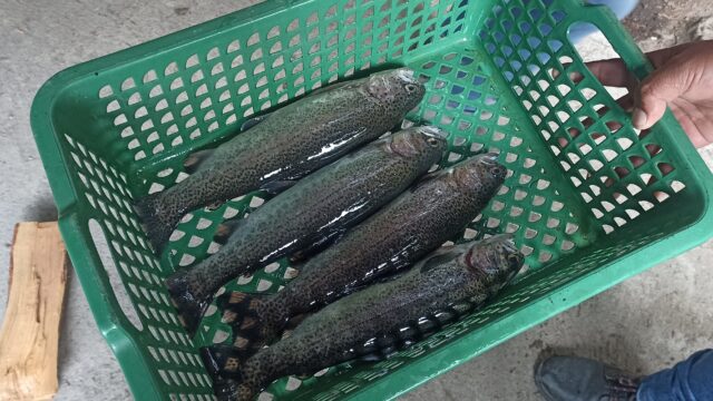 IFOP y la Unión Europea impulsan acuicultura sostenible en Guatemala con sala de incubación de ovas de trucha