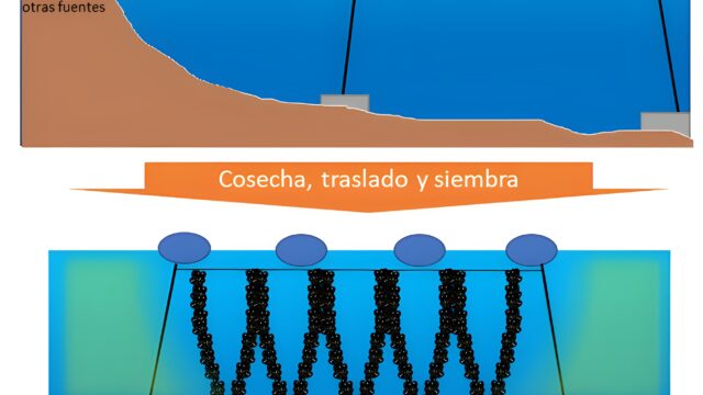 Programa de monitoreo larval de IFOP identifica el inicio de la temporada 2025-2026 de captación de semillas de mitílidos en la X Región de Los Lagos