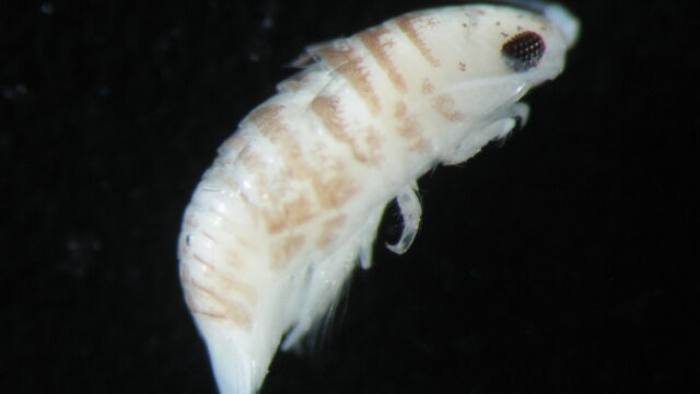 Taller de capacitación en el uso de la plataforma Macrobent entre actores del sector acuícola