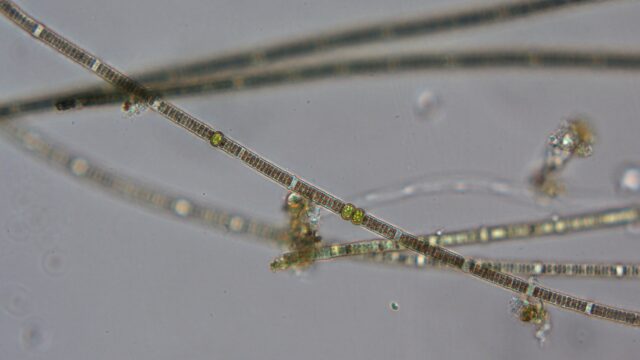 Detectan floración de cianobacterias en el lago Vichuquén