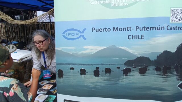(Es) IFOP destacó con participación educativa en el Curanto Gigante de Calbuco, ante más de 8 mil asistentes
