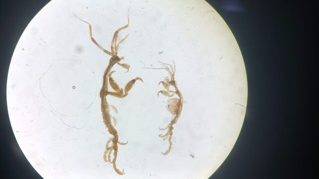 Reporte de IFOP sobre la especie Caprella mutica asociada a colectores de semillas de mitílidos en el sur de Chile