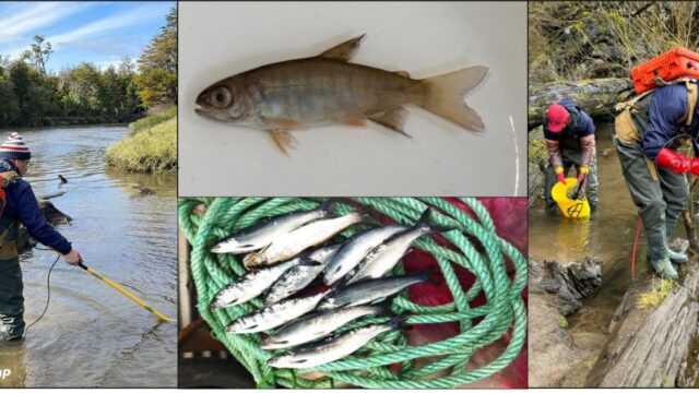 Estudio científico colaborativo aborda requisito del estándar ASC sobre riesgo de asilvestramiento de salmones en Chile
