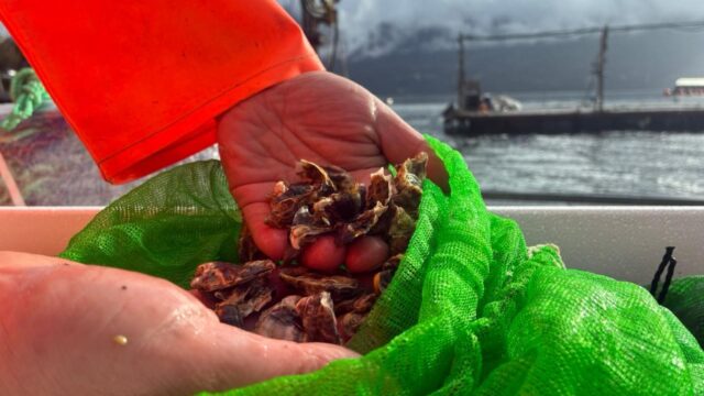 IFOP transfiere semillas de ostión del norte y ostra japonesa a acuicultores APE de Los Lagos y Los Ríos