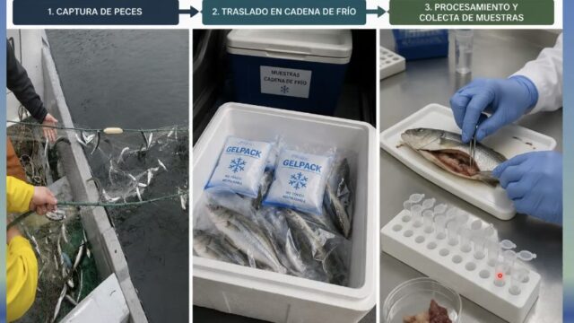 IFOP presentó avances en vigilancia sanitaria de peces silvestres y resistencia a antimicrobianos en la salmonicultura