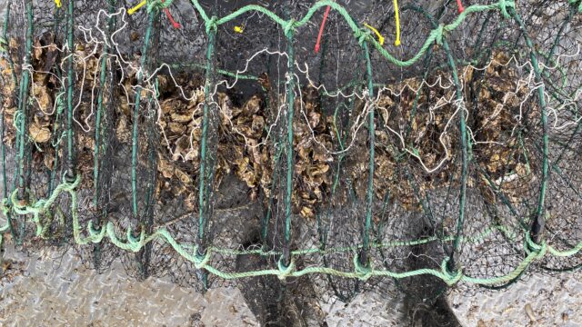 Estudiantes de Cochamó fortalecen procesos formativos en acuicultura de pequeña escala con experimentos de cultivo guiados por IFOP