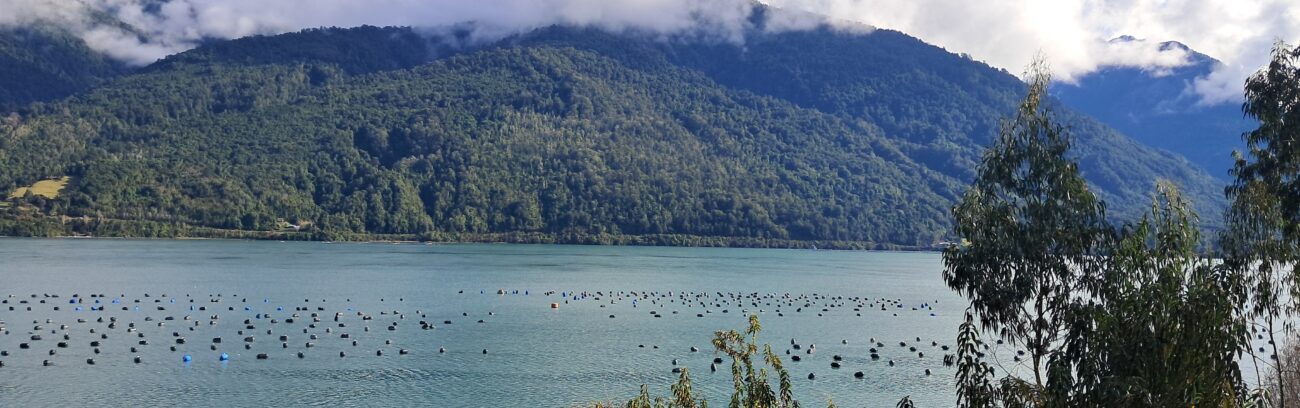 Monitoreo larval fortalece la sustentabilidad de la mitilicultura en el sur austral de Chile