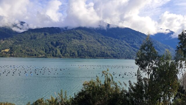 Monitoreo larval fortalece la sustentabilidad de la mitilicultura en el sur austral de Chile