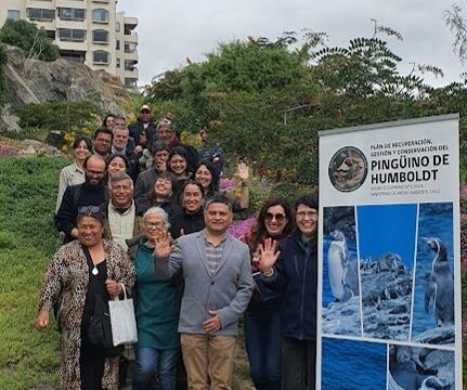 Conforman mesa regional del plan RECOGE para la conservación del Pingüino de Humboldt de la Región de Coquimbo.